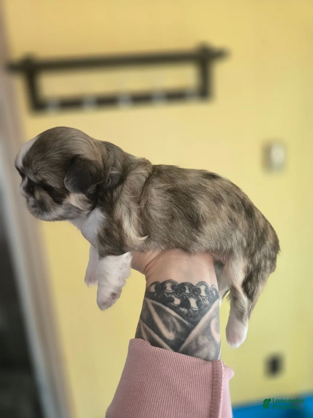Mixed Breed dogs for sale: Shinese Rosco - Ad 2