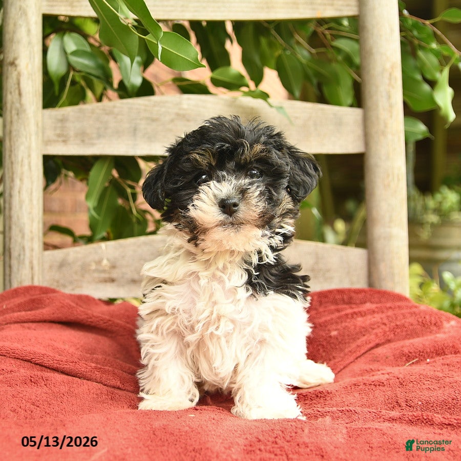 Yorkiepoo dogs Cassie   - Ad 1