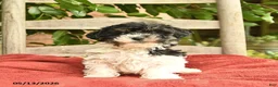 Yorkiepoo dogs for sale: Cassie   - Ad 1