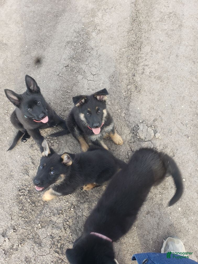 German Shepherd dogs  Puppy 2 - Ad 2