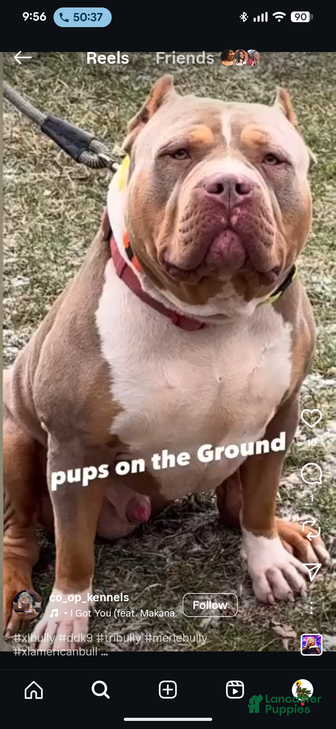 American Bully dogs for sale: King  - Ad 5