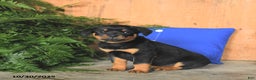 Rottweiler dogs for sale: Autumn - Ad 3