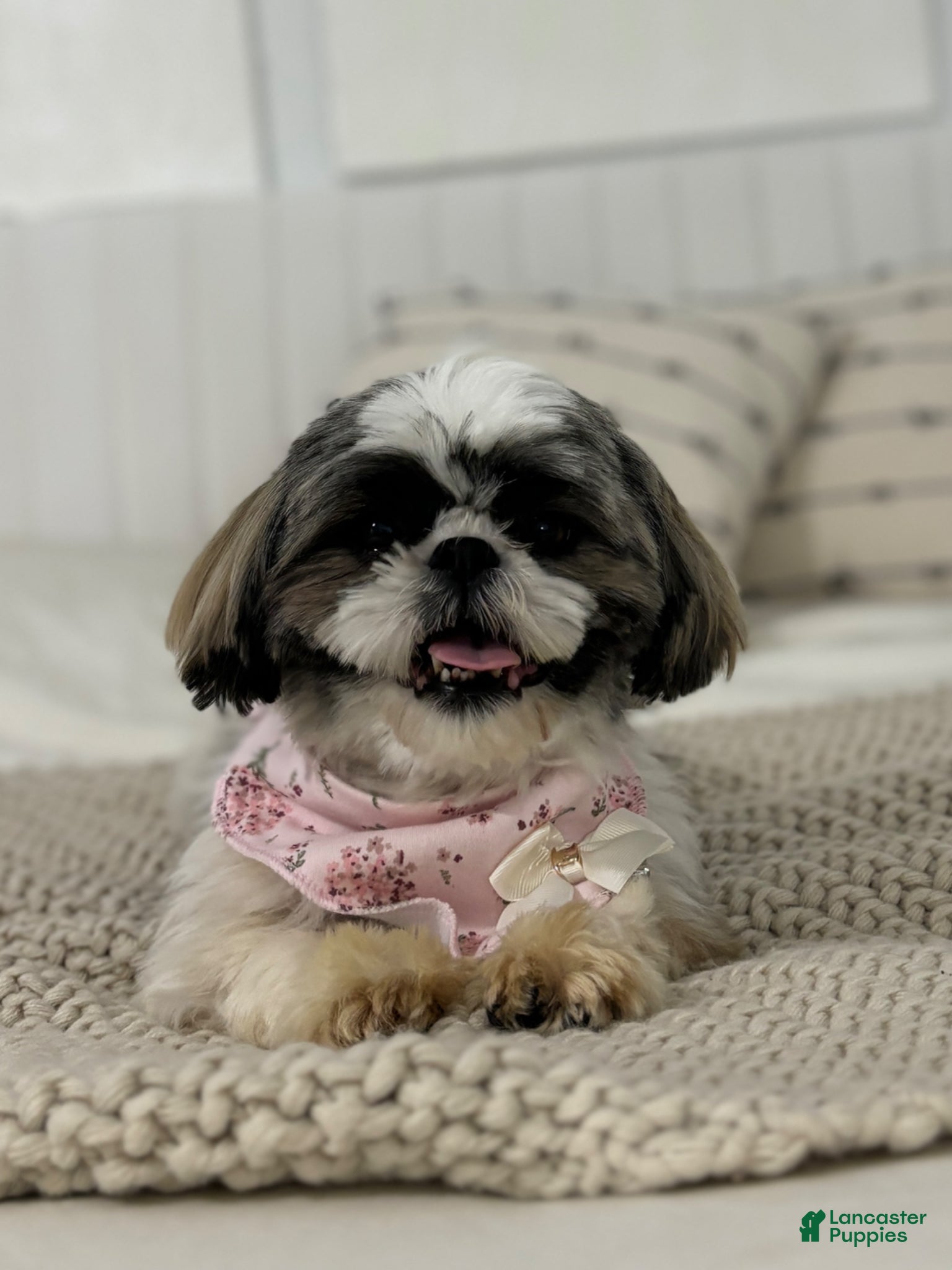 Shih Tzu dogs Carols - Ad 2