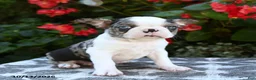 Boston Terrier dogs for sale: Yani - Ad 2