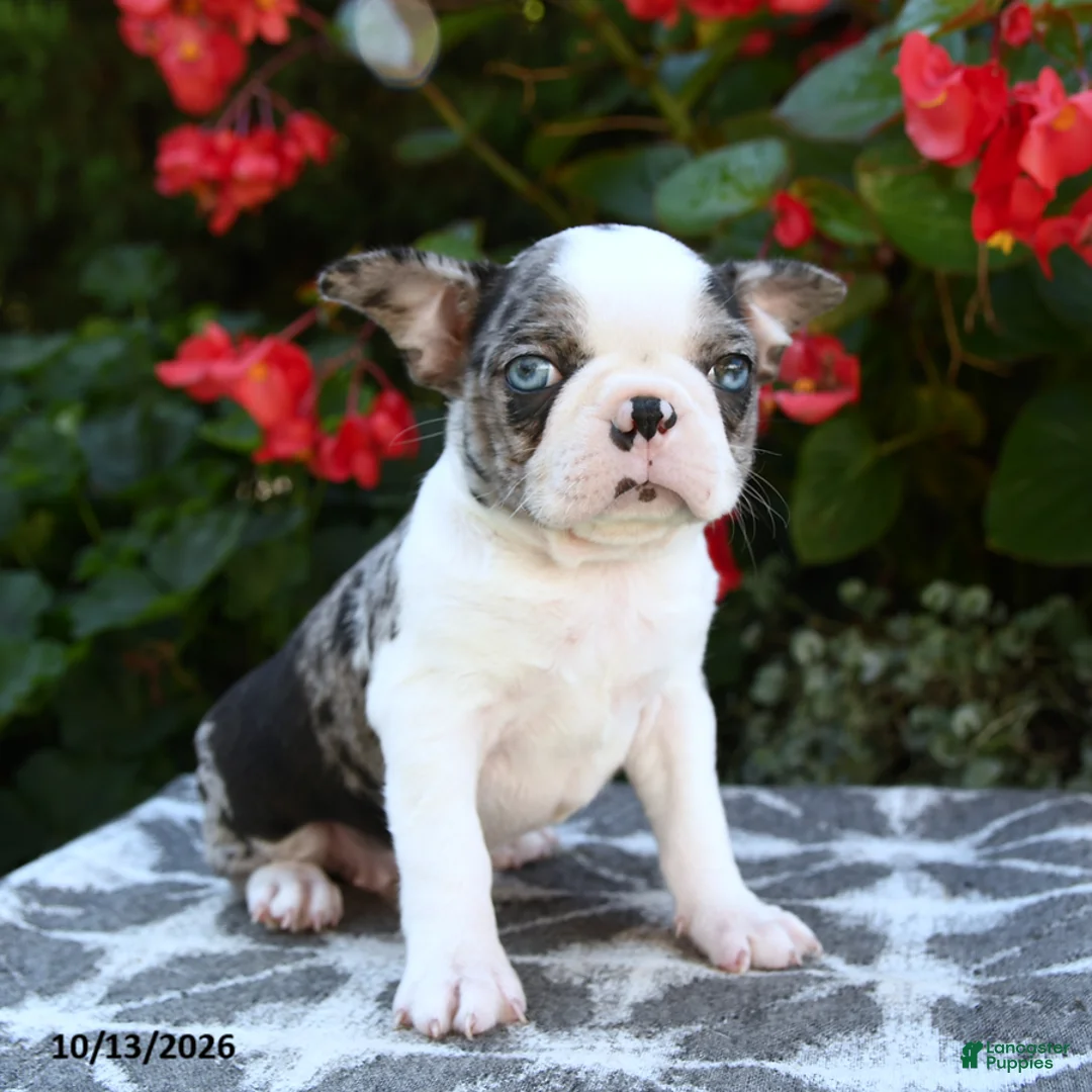 Boston Terrier dogs for sale: Yani - Ad 2