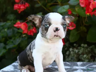 Boston Terrier dogs Yani - Ad 2