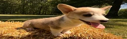 Welsh Corgi Pembroke dogs for sale: Floyd - Ad 15