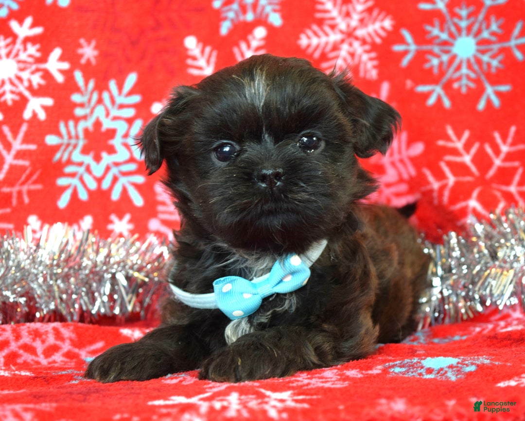 Shih Tzu dogs for sale: Toby - Ad 5