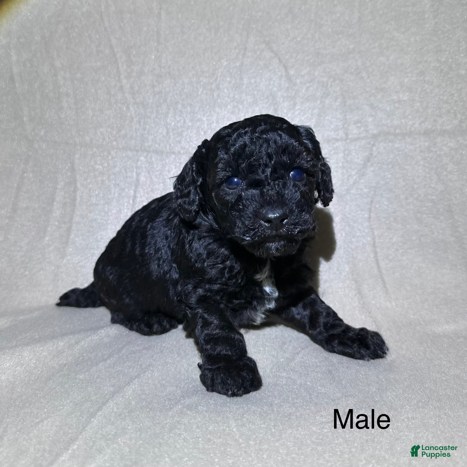 Toy Poodle dogs Toy Poodle Puppy 1 - Ad 30