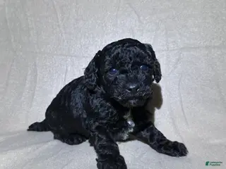 Toy Poodle dogs Toy Poodle Puppy 1 - Ad 33