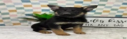 German Shepherd dogs for sale: Graham  - Ad 2