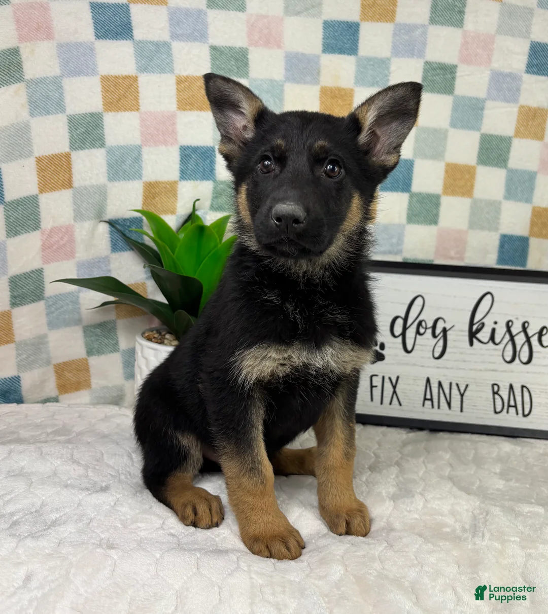 German Shepherd dogs for sale: Graham  - Ad 2
