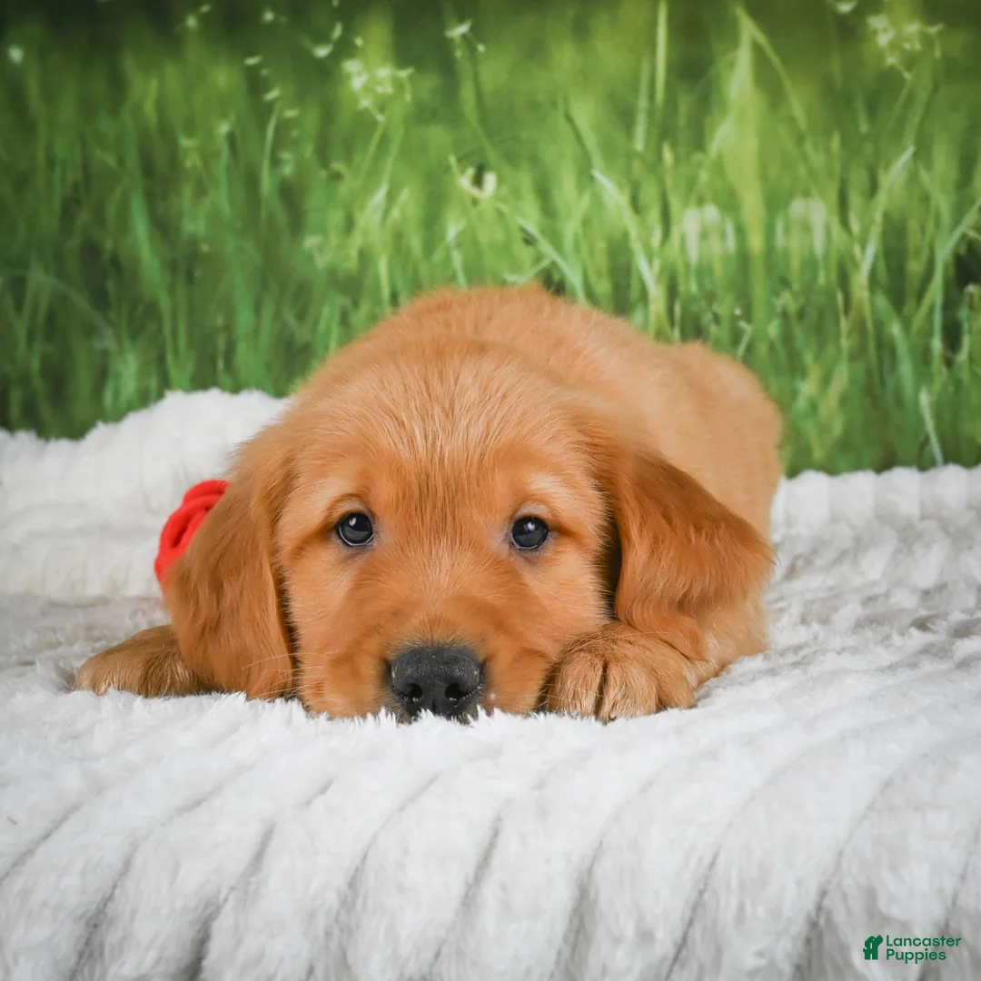 Golden Retriever dogs for sale: Jasper - Ad 2