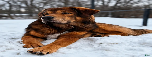 Maximus