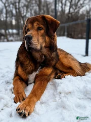 Maximus