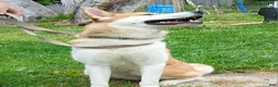 Akita dogs for sale: Aries  - Ad 2