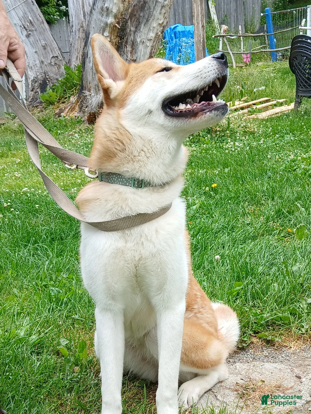 Akita dogs for sale: Aries  - Ad 2