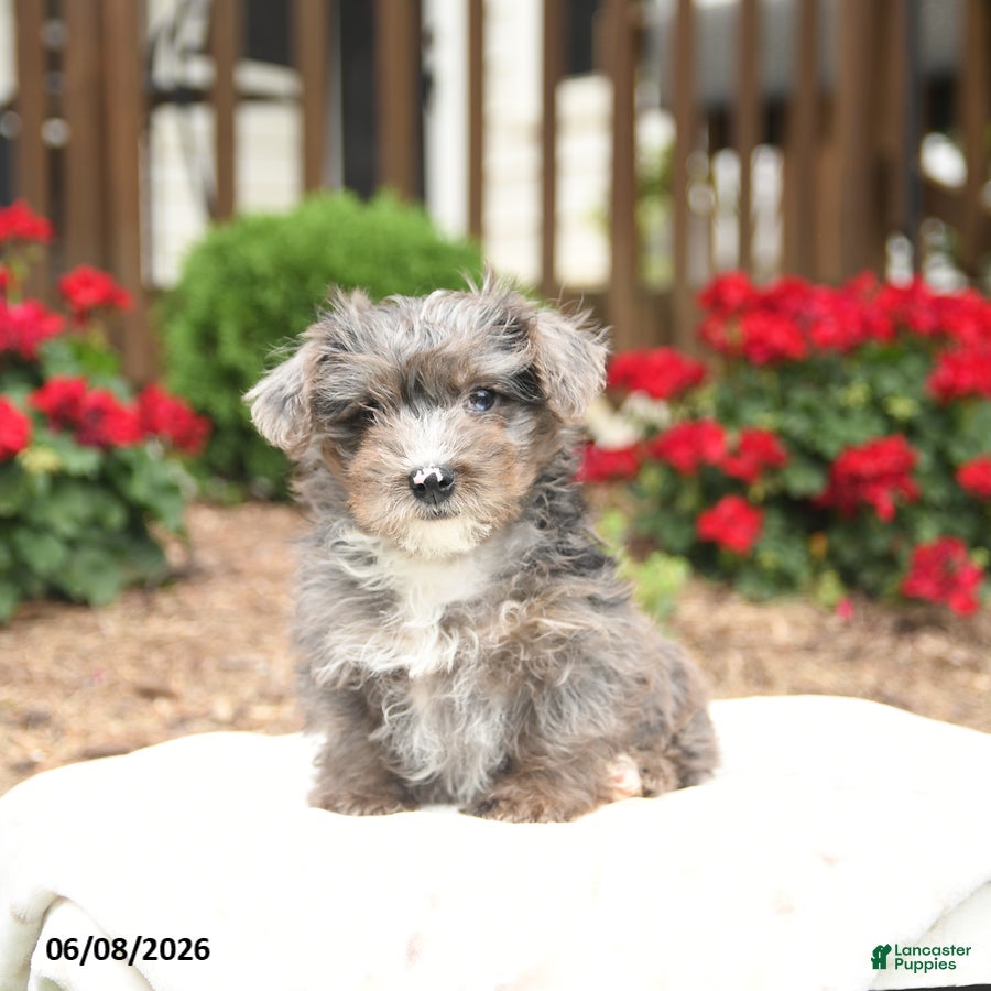 Yorkiepoo dogs Ryder - Ad 2