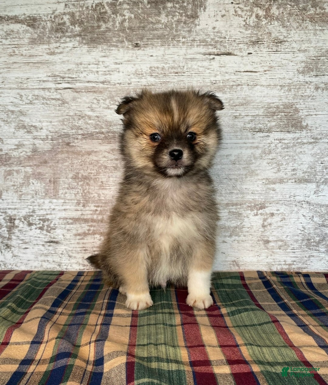 Mixed Breed dogs for sale: Mixed Breed Puppy 1 - Ad 1