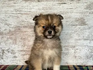 Mixed Breed dogs Mixed Breed Puppy 1 - Ad 7