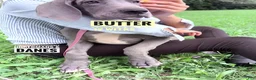 Great Dane dogs for sale: Butter - Ad 18