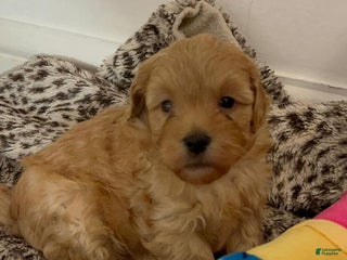 Maltipoo dogs Jerry - Ad 37