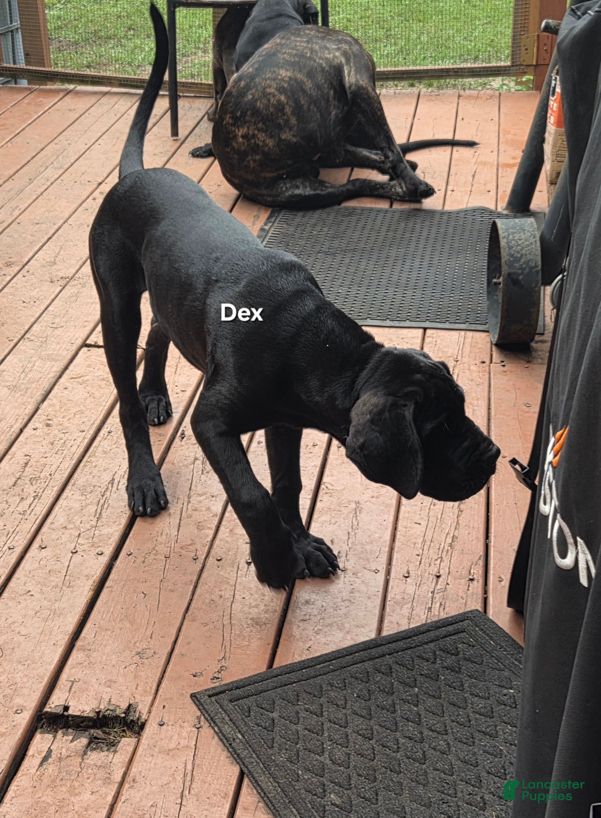 Cane Corso dogs Cane Corso 1 - Ad 40
