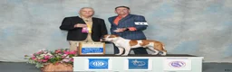 Staffordshire Bull Terrier dogs for sale: Patches - Ad 3