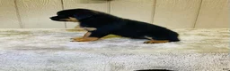 Rottweiler dogs for sale: Rottweiler 6 - Ad 12