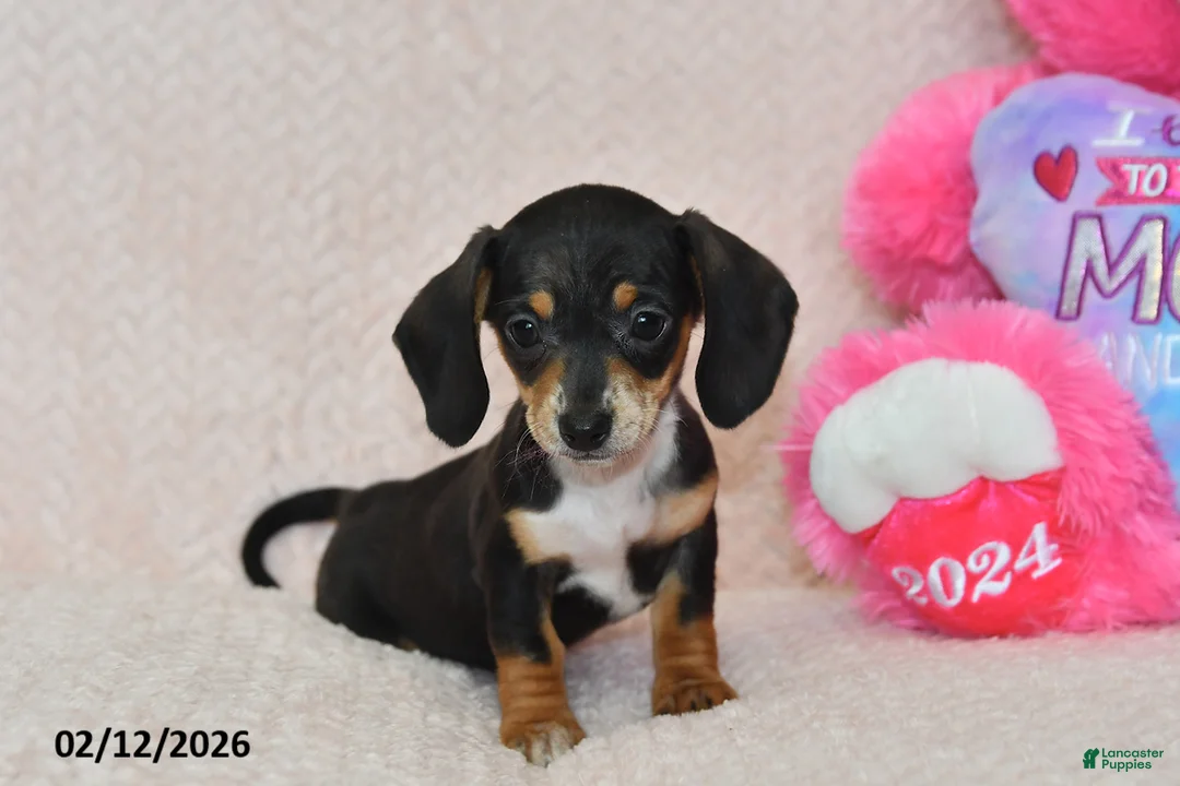 Miniature Dachshund dogs for sale: Ivy - Ad 5