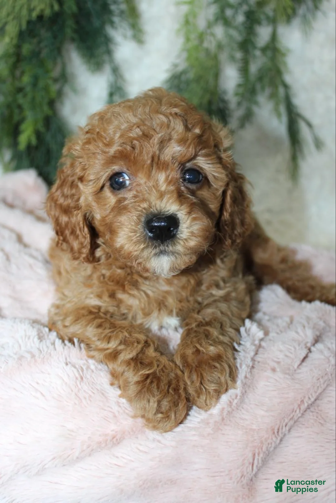 Cavapoo dogs for sale: Cavapoo 6 - Ad 2