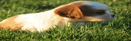Cavalier King Charles Spaniel dogs for sale: Espresso - Ad 7