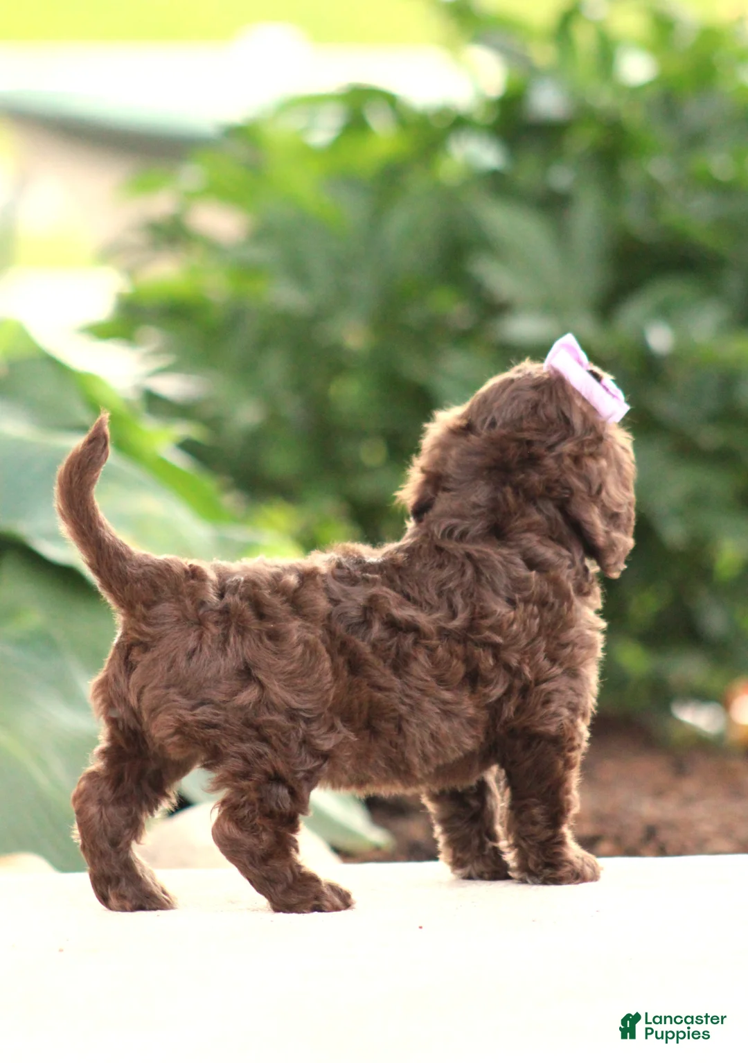 Cavapoo dogs for sale: Layla - Ad 2