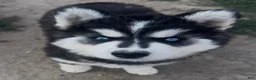 Siberian Husky dogs for sale: Siberian Husky 2 - Ad 1
