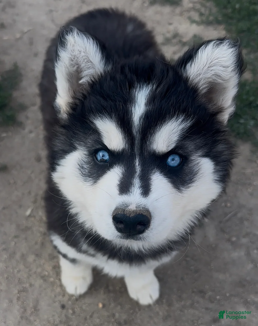 Siberian Husky dogs for sale: Siberian Husky 2 - Ad 1
