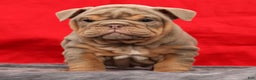 English Bulldog dogs for sale: Shelly - Ad 6