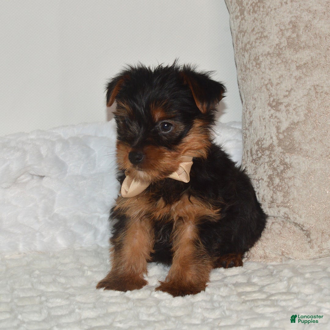Yorkshire Terrier dogs for sale: Diesel - Ad 4