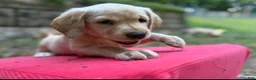 Labrador Retriever dogs for sale: Yellow female - Ad 3