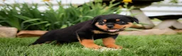 Rottweiler dogs for sale: Usher - Ad 1