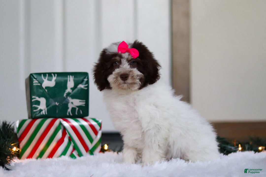 Mini Aussiedoodle dogs for sale: Salty - Ad 3