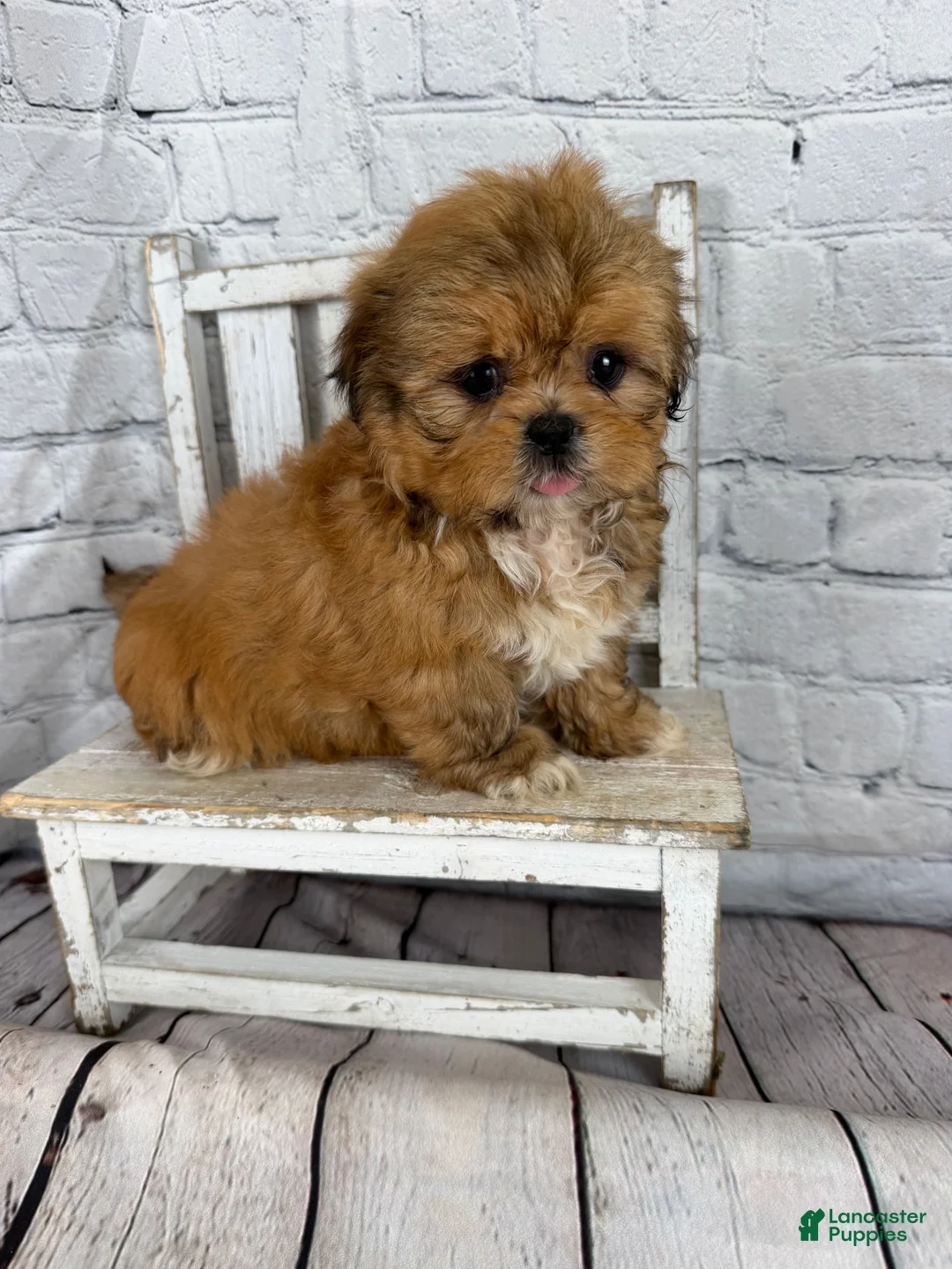 Shih Tzu dogs for sale: Dale - Ad 13