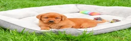 Labrador Retriever dogs for sale: Rachel  - Ad 3