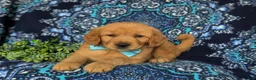 Golden Retriever dogs for sale: Roscoe - Ad 7