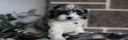 Cavapoo dogs for sale: Hudson - Ad 9