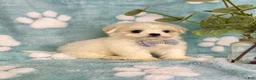 Malshi dogs for sale: Teddy - Ad 4