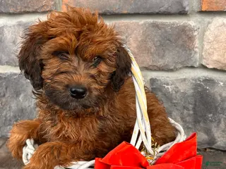 Whoodle dogs Emmy - Ad 1