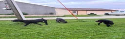 Cane Corso dogs for sale: Loretta  - Ad 4