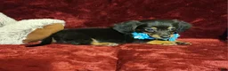 Miniature Dachshund dogs for sale: RYDER - Ad 9