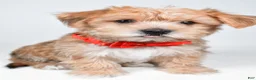 Morkie dogs for sale: Gary - Ad 3
