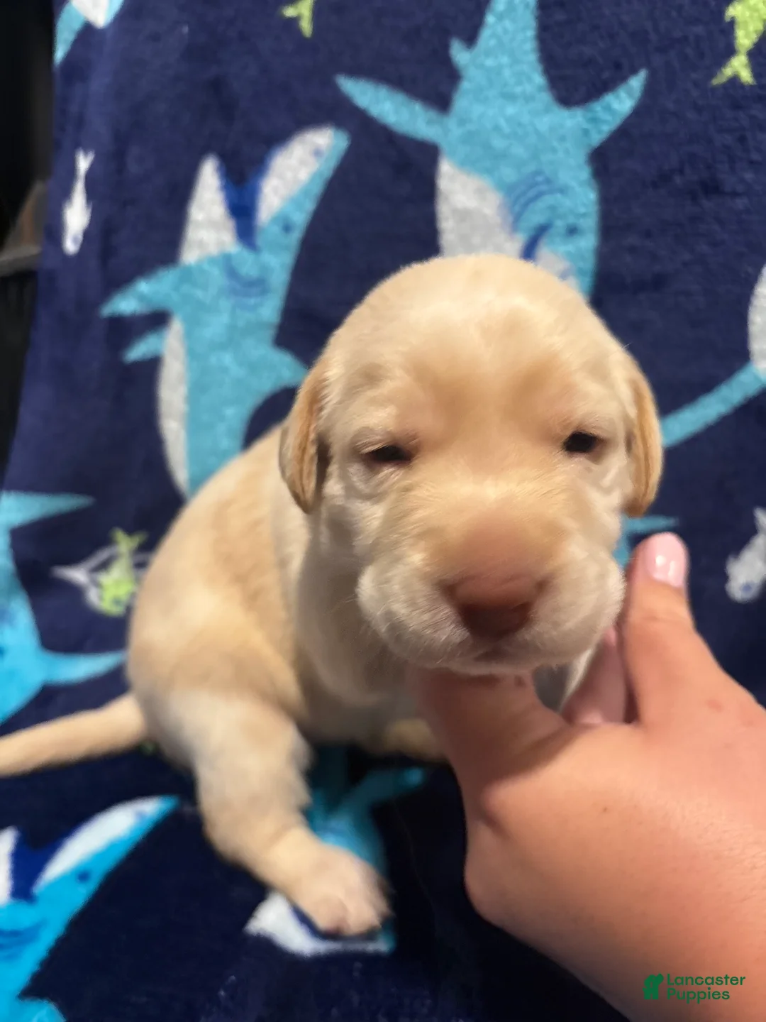 Labrador Retriever dogs for sale: Eleanor (white)  - Ad 2